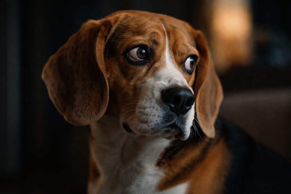 Does My Dog Have Anxiety? 7 Hidden Signs You're Likely Missing